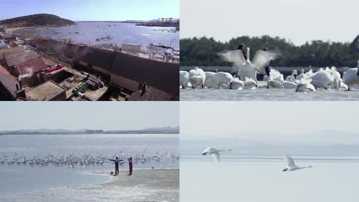 海边 海鸥 一群海鸥 海鸥飞翔 俯拍汽车