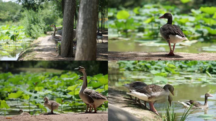 栖息的灰雁合集