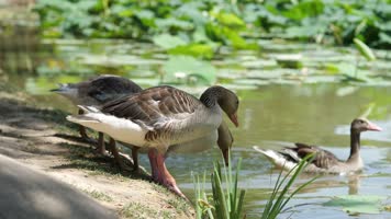 栖息的灰雁合集