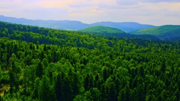 绿色大森林原始森林自然风光 绿色大森林原始森林自然风光