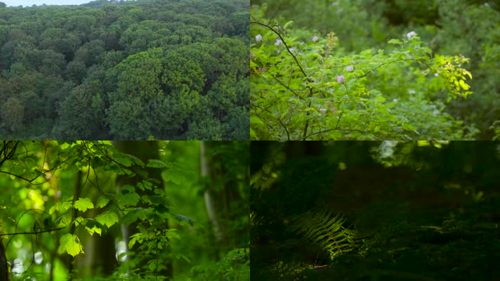 生态森林阳光透过森林撒光光影树叶丛林