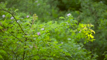 生态森林阳光透过森林撒光光影树叶丛林 生态森林阳光透过森林撒光光影树叶丛林
