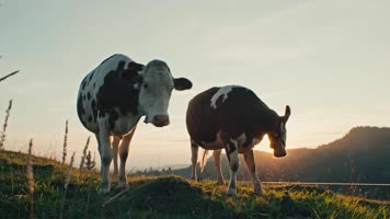 夕阳下奶牛牧场吃草生态养殖唯美4K60帧