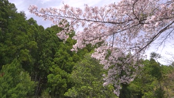 樱花桃花飞舞花瓣飘落唯美空镜 樱花桃花飞舞花瓣飘落唯美空镜
