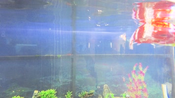 科技馆展览的机器鱼 科技馆展览的机器鱼