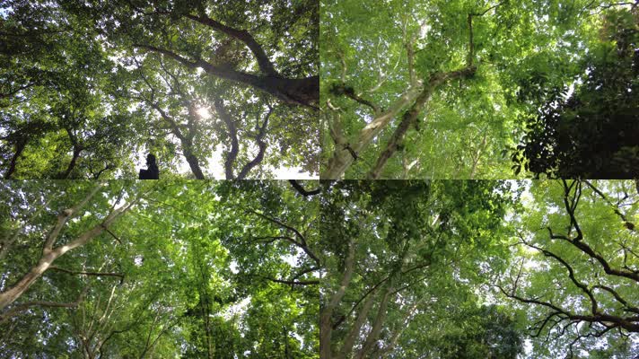 穿梭树林唯美空镜