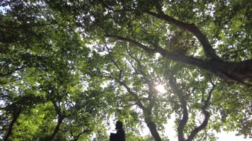 穿梭树林唯美空镜