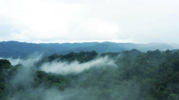 热带雨林原始丛林B