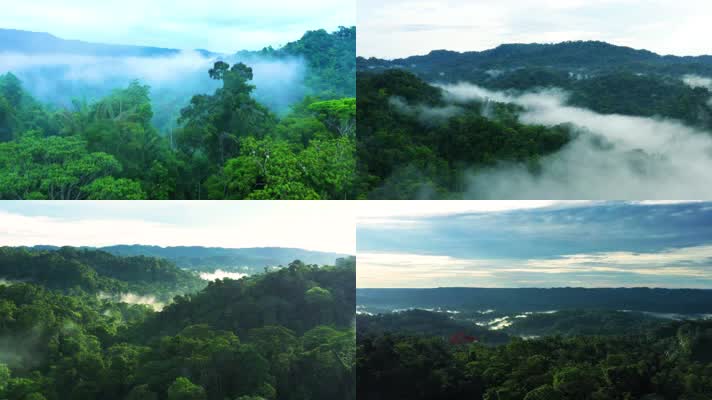 热带雨林原始丛林A