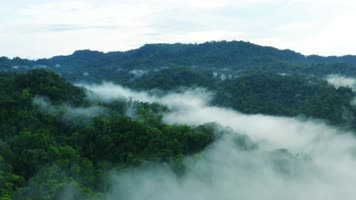 热带雨林原始丛林A