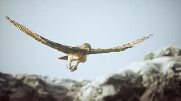 雄鹰飞行 雄鹰飞行