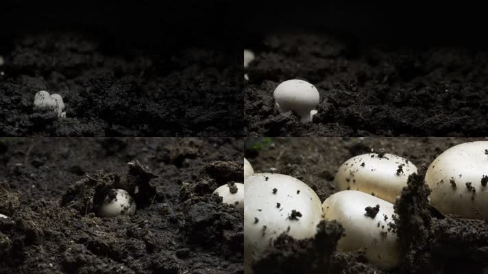 【4K】白蘑菇生长