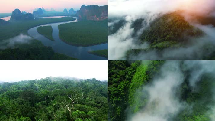 热带雨林原始丛林D