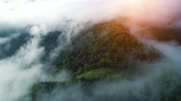 热带雨林原始丛林D