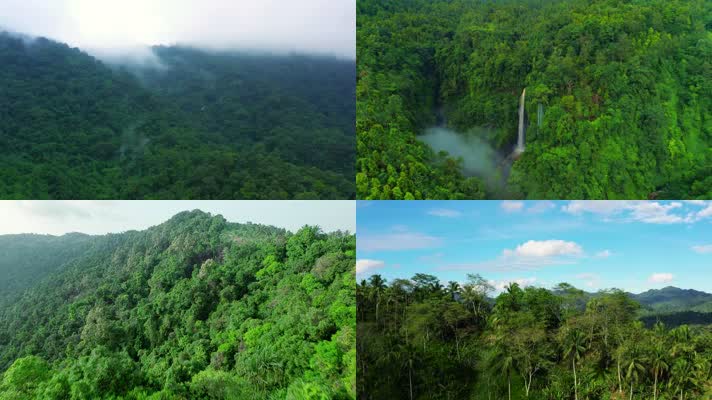 热带雨林原始丛林C