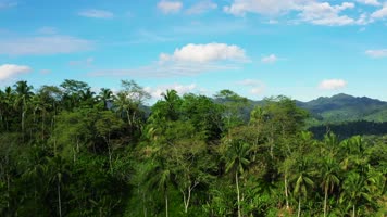热带雨林原始丛林C