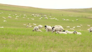 羊群 羊 放牧 牧羊 大草原航拍羊 大草 羊群 羊 放牧 牧羊 大草原航拍羊 大草