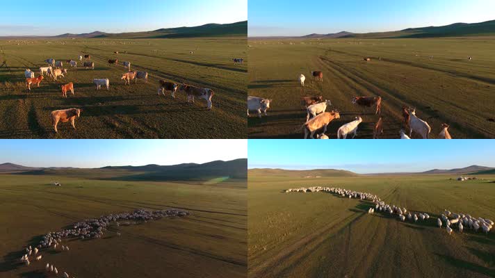 羊群 羊 放牧 牧羊 大草原航拍羊 大草