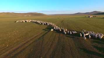 羊群 羊 放牧 牧羊 大草原航拍羊 大草 羊群 羊 放牧 牧羊 大草原航拍羊 大草