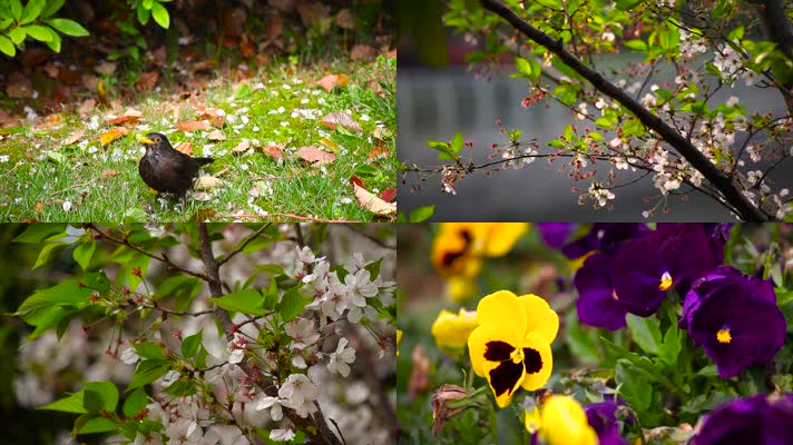 超长4K超唯美樱花盛开实拍视频（素材）