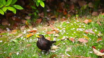 超长4K超唯美樱花盛开实拍视频（素材）