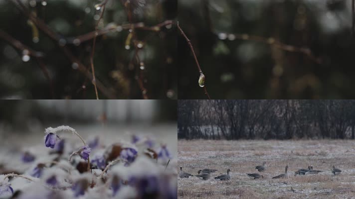 冬季下雪雪花草地野花积雪合集