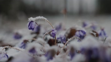 冬季下雪雪花草地野花积雪合集