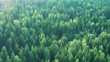 阳光生态森林航拍02 阳光生态森林航拍02