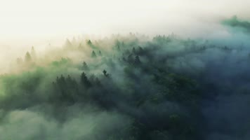 阳光生态森林航拍03 阳光生态森林航拍03