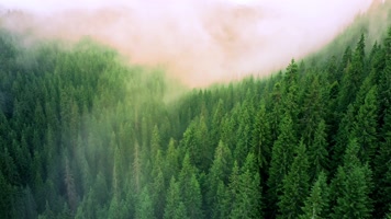 阳光生态森林航拍04 阳光生态森林航拍04