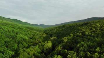 阳光生态森林航拍 阳光生态森林航拍