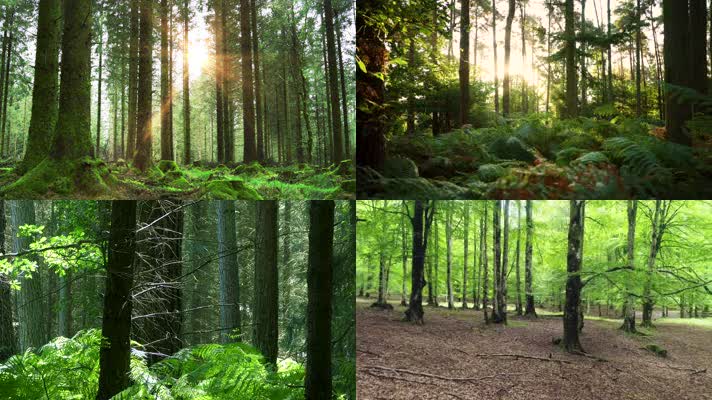 生态阳光森林溪谷小溪