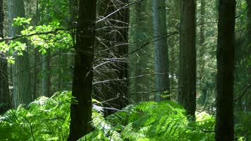 生态阳光森林溪谷小溪 生态阳光森林溪谷小溪