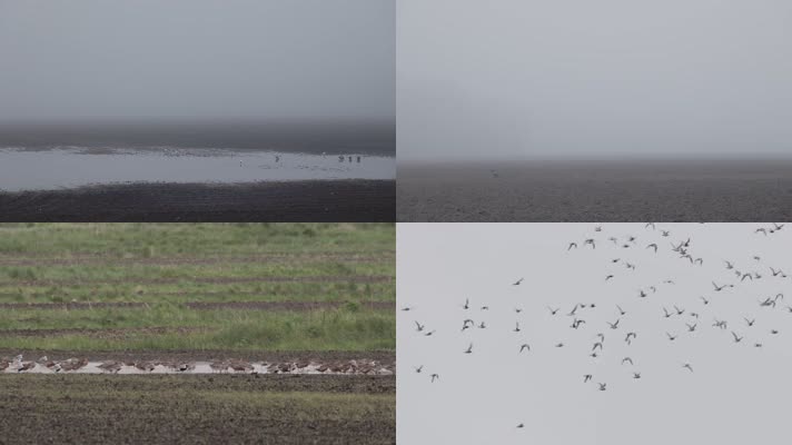 清晨湿地滩涂雾气水鸟觅食飞翔