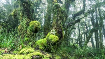 生态阳光原始森林溪谷小溪 生态阳光原始森林溪谷小溪