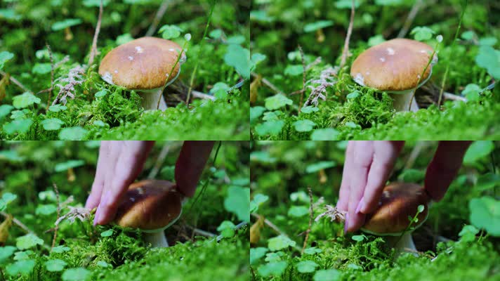 采摘蘑菇