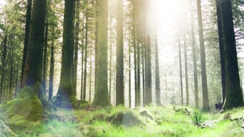 树林光影07 树林光影07