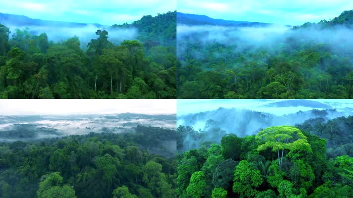 热带雨林原始丛林E