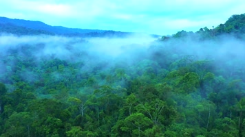 热带雨林原始丛林E