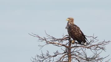 野外雄鹰老鹰站在枝头合集 野外雄鹰老鹰站在枝头合集