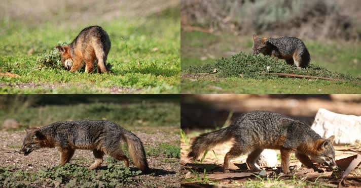 森林草坪野外觅食小狐狸合集