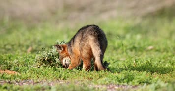 森林草坪野外觅食小狐狸合集