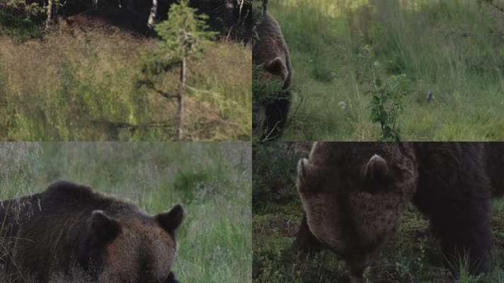 森林中野生棕熊觅食