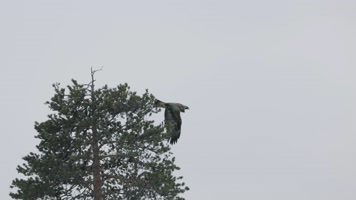 冬季大雪森林雪地枝头觅食老鹰雄鹰 冬季大雪森林雪地枝头觅食老鹰雄鹰
