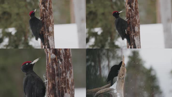冬季大雪森林木桩啄木鸟觅食