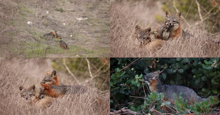 小狐狸野外觅食玩耍睡觉
