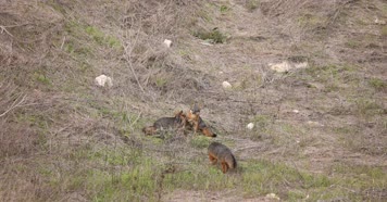 小狐狸野外觅食玩耍睡觉