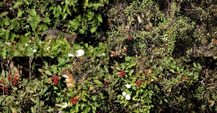 森林灌木小狐狸觅食浆果野果