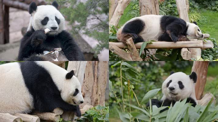 【4K】大熊猫