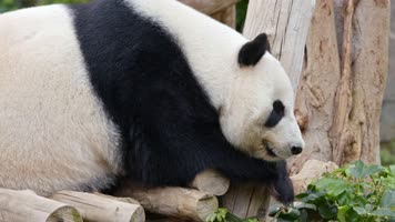【4K】大熊猫